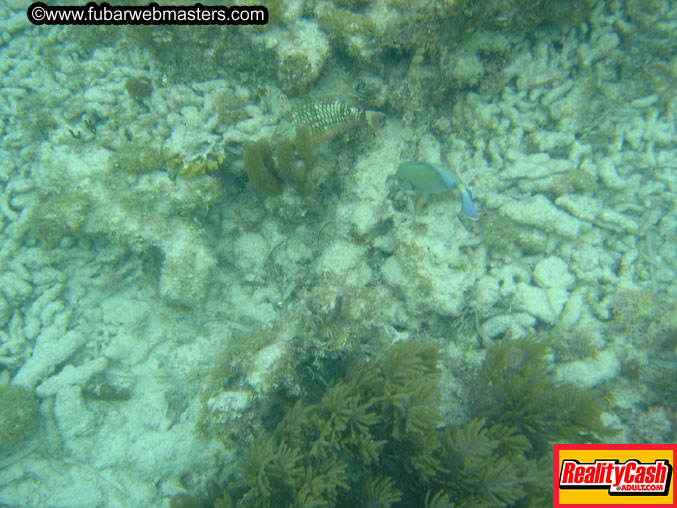 The Jungle Tour 2005