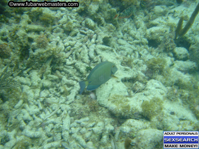 The Jungle Tour 2005